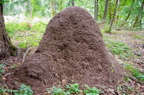 Giant Fire Ant Mound