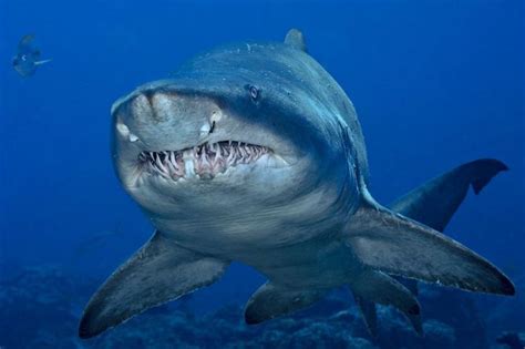 Grey Nurse Shark (Carcharias taurus) | Bull shark, Animals, Shark