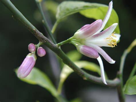 Meyer Lemon Tree Flowers