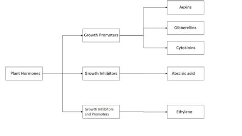 Plant Hormones | Elysian Flora