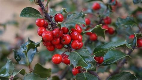 The Holly and the Ivy…Festive, but Not in Your Forest! - WNPS Blog - Botanical Rambles