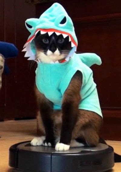 ‘Shark Cat’ Internet Hit Now Has a Song | Pet costumes cat, Pet halloween costumes, Pet costumes