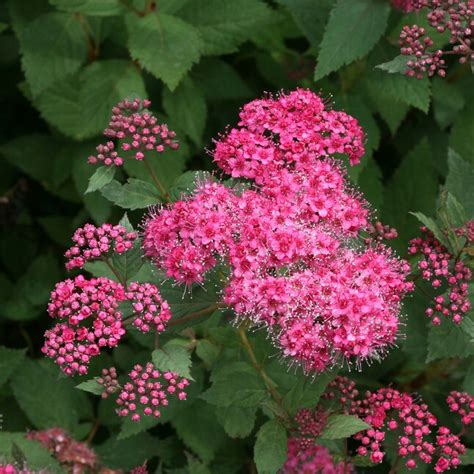 Proven Winners Pink Double Play Pink Spirea Flowering Shrub Pot in the Shrubs department at ...