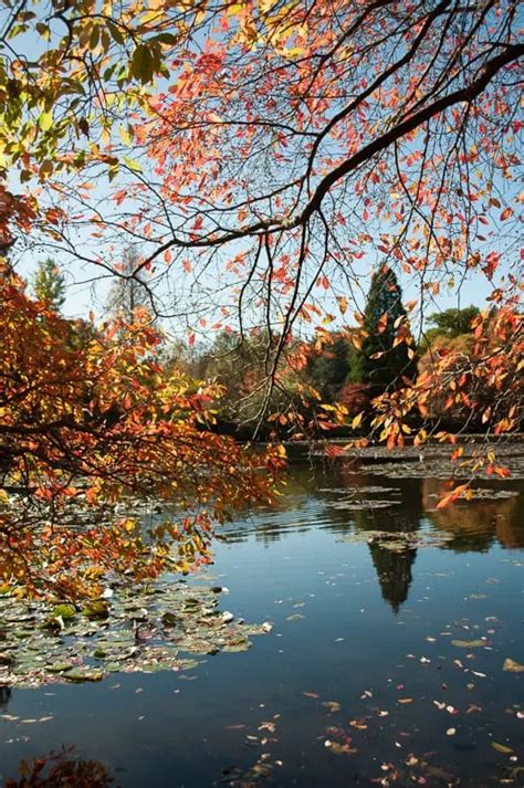 Autumn foliage at Sheffield Park Gardens