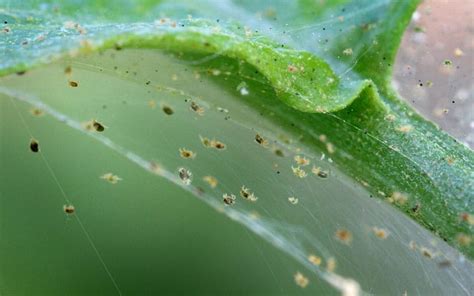 Spider Mites On Trees Treatment - Quotes Update Viral