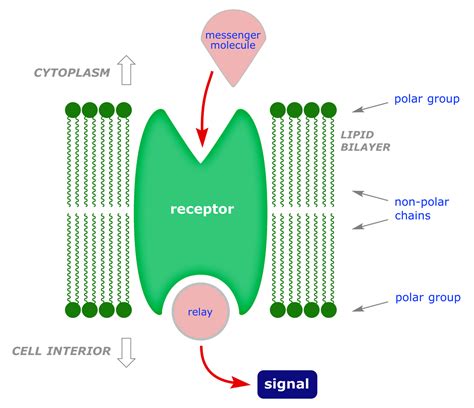 Receptor Proteins