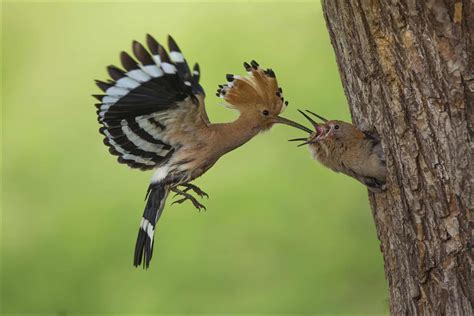 Hoopoe - A-Z Animals