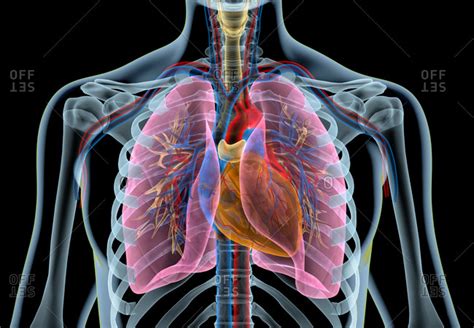 Human heart with vessels, lungs, bronchial tree and cut rib cage. X-ray effect on black ...