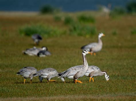 Birding around Qinghai Lake, China - 10,000 Birds