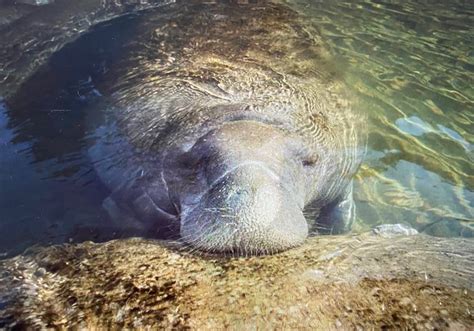 Manatee Awareness Month – Manatee Facts! - Kobee Manatee