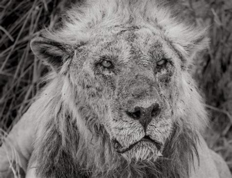 "Oldest Lion in Africa Killed by Maasai Herders in Kenya: Conservation Organizations Call for ...