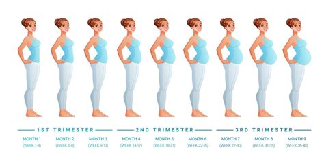 Stages of pregnancy by months vector illustration 3489678 Vector Art at ...