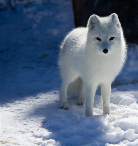 Zorro Artico | Arctic fox, Fox, Animals wild