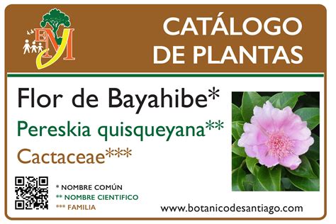 Pereskia Quisqueyana – Jardín Botánico Prof. Eugenio de Js. Marcano