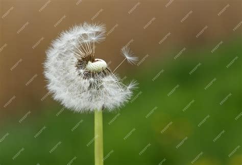 Premium Photo | Closeup of dandelion seeds outdoor at sunset