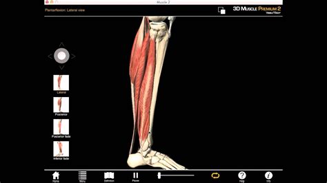 Ankle Plantar Flexion Muscles