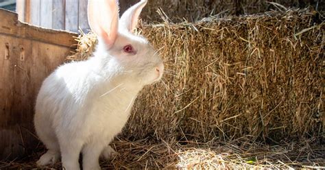 Comprehensive Guide To New Zealand Rabbits - The Garden Magazine