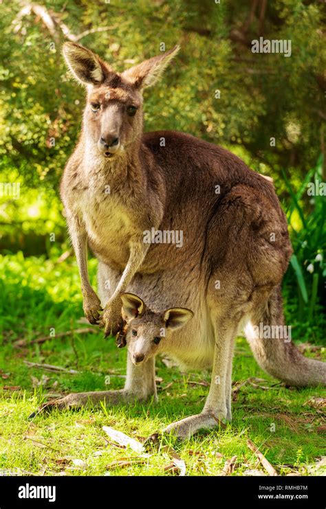 Kangaroo With Baby In Pouch