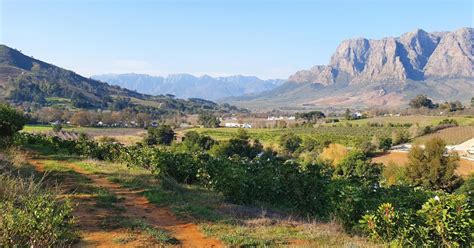 Stellenbosch: Guided Vineyard Hike and Wine Tasting | GetYourGuide