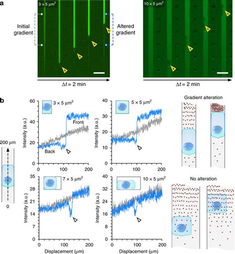 Neutrophils alter the chemoattractant gradients in small channels a ...