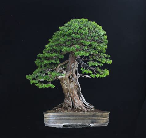 Taxus/ Yew Bonsai – Bonsai4Me