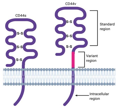 IJMS | Free Full-Text | CD44 and Tumor-Derived Extracellular Vesicles ...