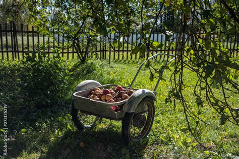 apple harvest on the ground in country house garden Stock Photo | Adobe ...