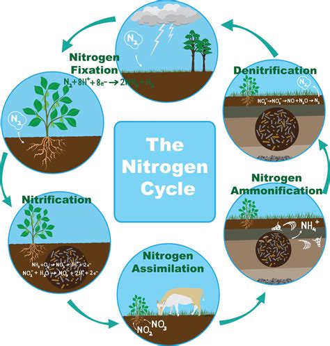 Simple Nitrogen Cycle Ncert