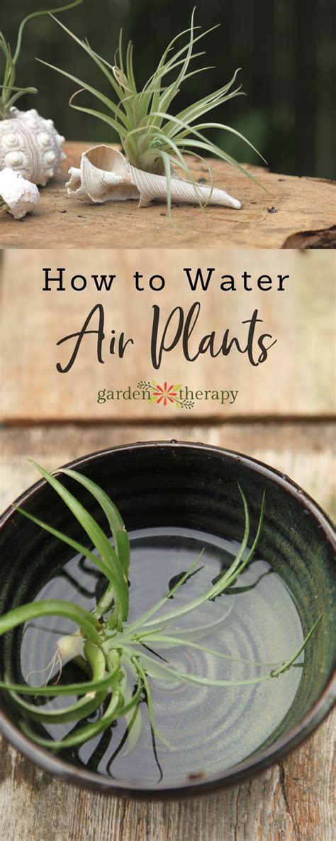 How to Properly Water Air Plants - Garden Therapy