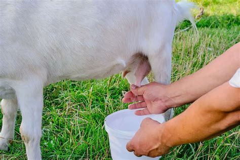 Cara pilih dan simpan susu kambing segar untuk ibu hamil - Info-Sihat.My