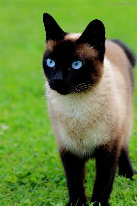 Fluffy Cat Breeds Black Siamese Gatos Siameses Gatitos Siamois Bonitos ...