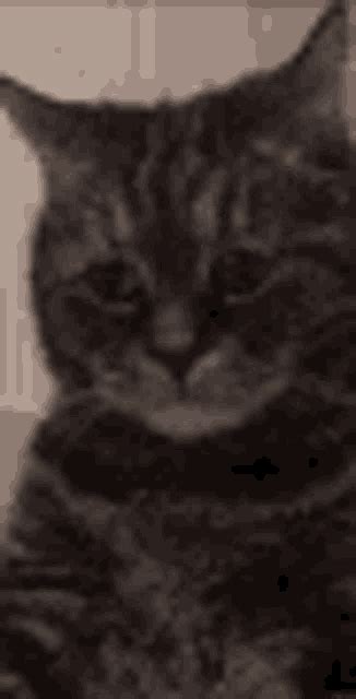 Sad Cat GIF - Sad Cat - Discover & Share GIFs