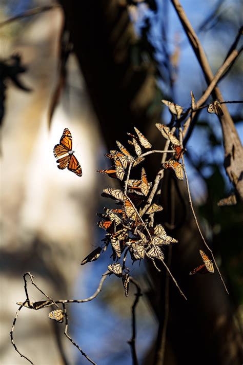 Monarch Butterflies at Natural Bridges (Sat. 10/29/22) : r/santacruz