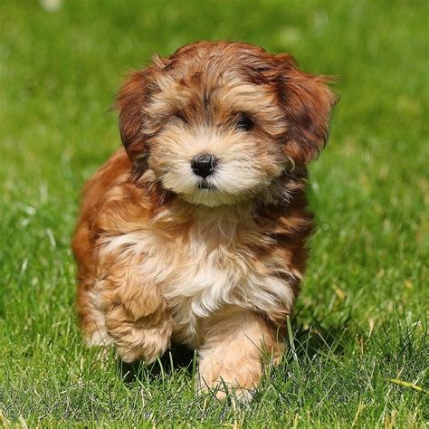 30 Cutest Pictures of Havanese Puppies - Best Photography, Art ...