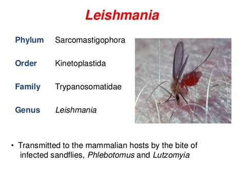 Leishmania - Parasitic Infections - AntiinfectiveMeds.com