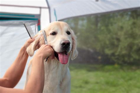 Best Tips for Grooming a Golden Retriever - Time for Goldens