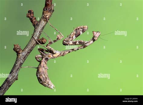 Dead Leaf Mantis Stock Photo - Alamy