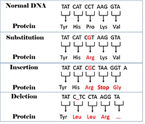 Mutation Worksheet Deletion Insertion And Substitution