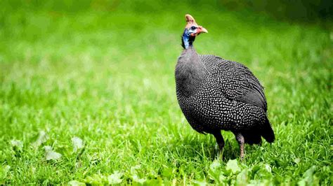 Royal Purple Guinea Fowl: Facts, Origins & Characteristics