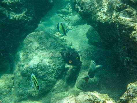 Sharks Cove Snorkeling in Oahu Hawaii North Shore Stock Image - Image of diver, reef: 252523799