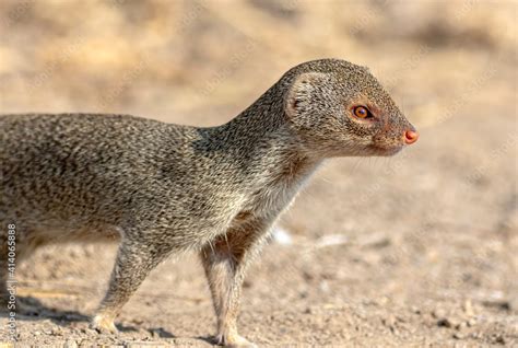 The Indian grey mongoose is a mongoose species native to the Indian subcontinent and West Asia ...