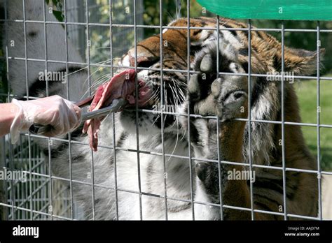 A Bengal Tiger feeding in captivity Stock Photo, Royalty Free Image ...