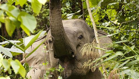 Behavioral Adaptations of Asian Elephants | Sciencing