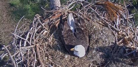 Hatch Watch! Nation Transfixed by Two Bald Eagle Eggs on Live Cam - NBC ...