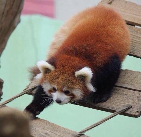 Red fox | Animal House | Pinterest | Red panda, Panda and Animal