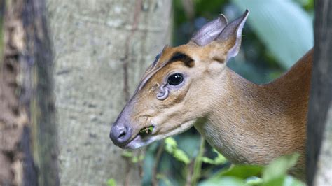 Pet Mini Deer