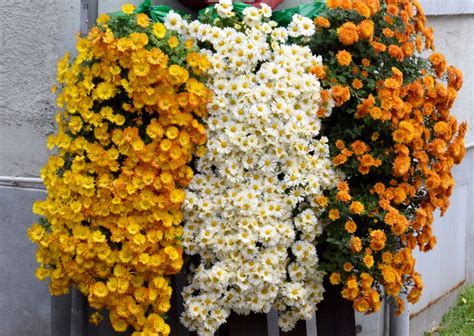 Best Choices for Cascading Flowers in Window Boxes * Big Blog of Gardening