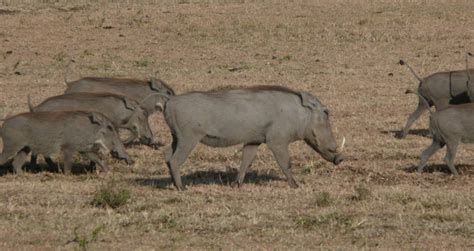 Nairobi national park tours - Kenya and Tanzania safaris, Kenya safari, Tanzania Safari, Masai ...