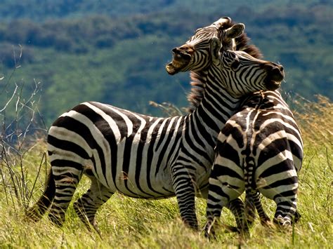 File:Zebrafight.jpg - Wikimedia Commons