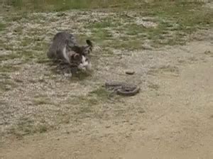 Cat Snake GIF - Cat Snake Fight - Discover & Share GIFs